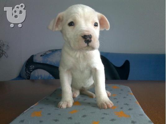 Ντόγκο Αρτζεντίνο – 380 euro